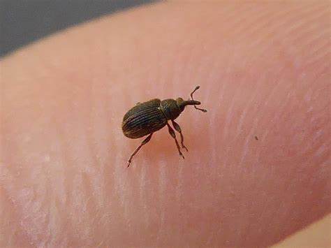 tiny brown beetles in house.